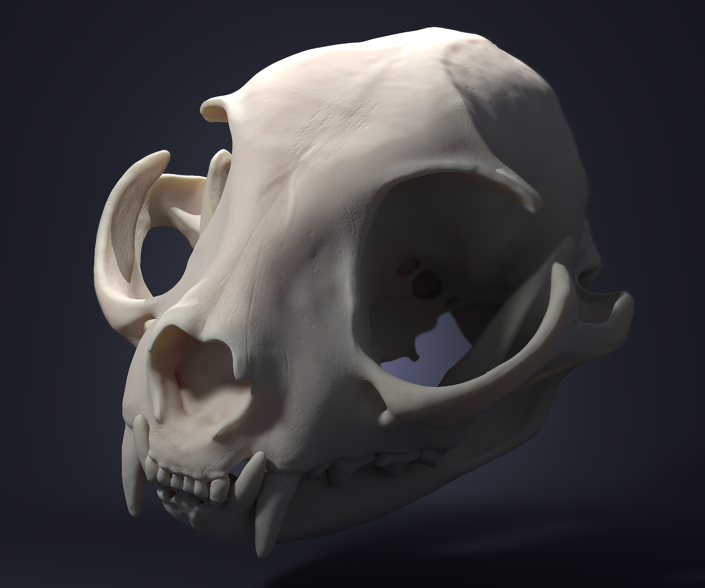 Cat Skull — Home - Viktoriya Khymych